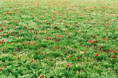 Зацветает красота: Фестиваль тюльпанов в Лаганском районе Калмыкии
